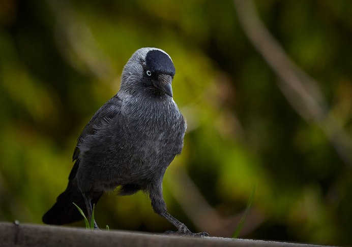 Западная Галка Corvus monedula