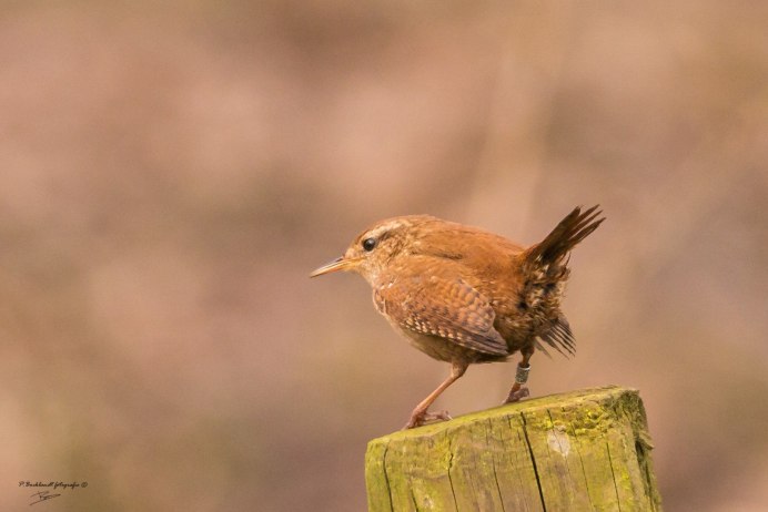 Гвианский петушок