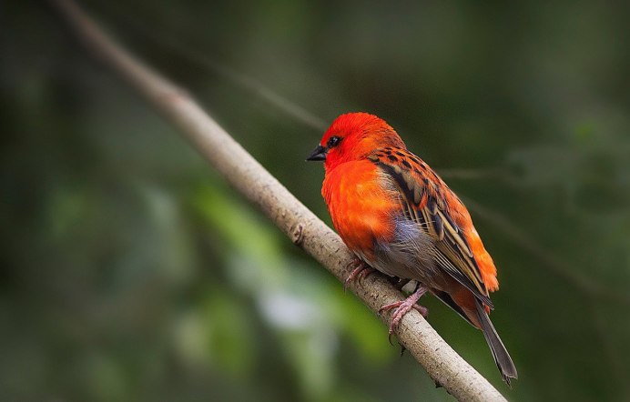 Оранжевый Кардинал птица