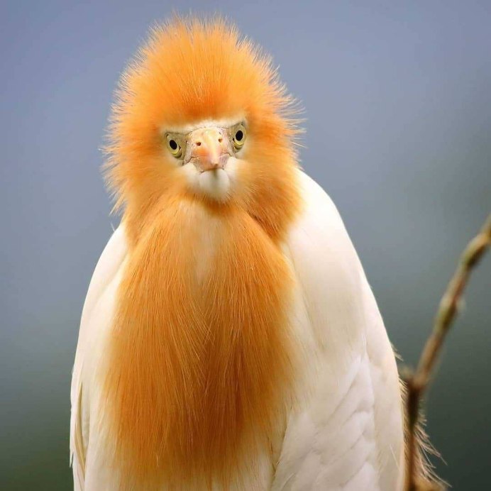 Птица с оранжевой грудкой