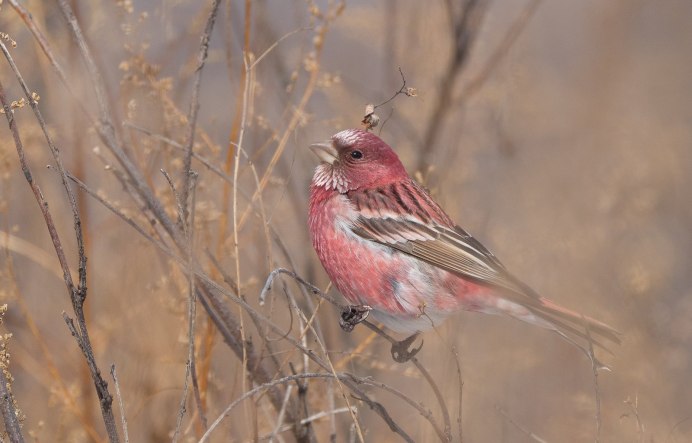 Розовый Кардинал