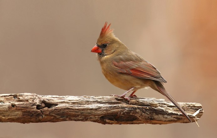 Щегол (Carduelis Carduelis)