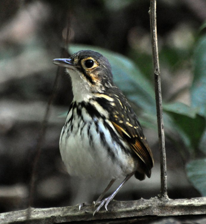 Blackburnian Warbler птица