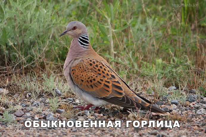 Обыкновенная Горлица (Streptopelia Turtur)