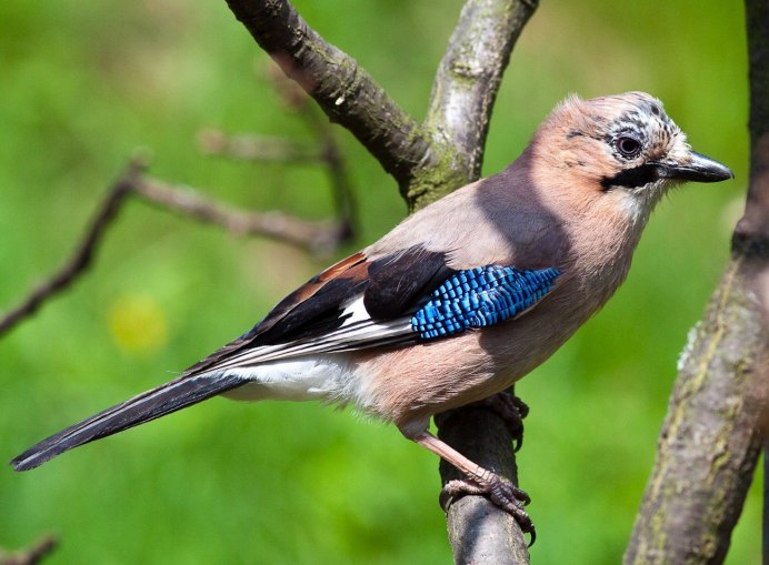 Кольчатая Горлица