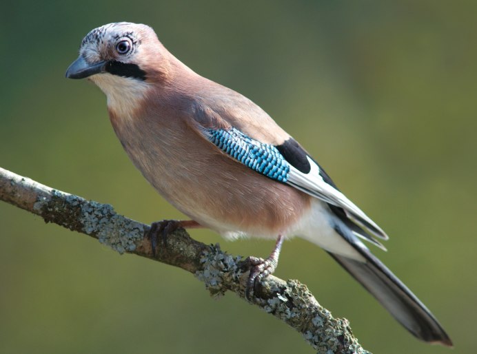 Сойка птица