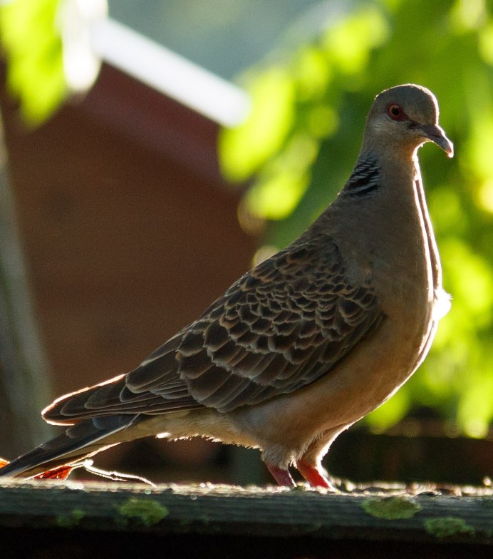 Коричневая Горлица