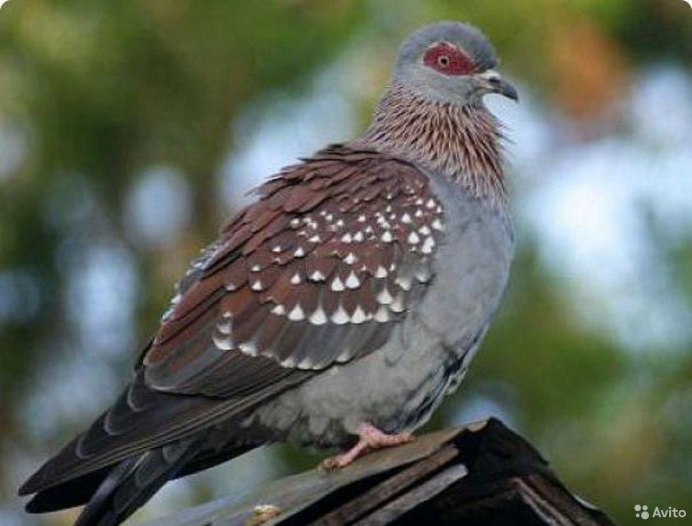 Птица Снегирь птенец