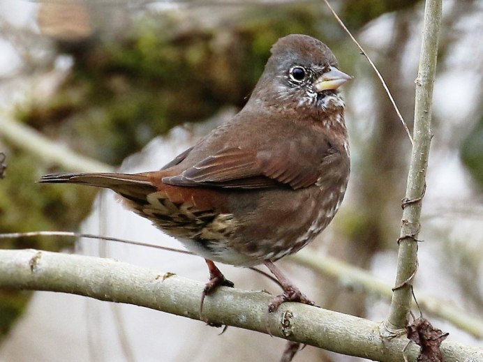 Дрозд-деряба (turdus viscivorus)
