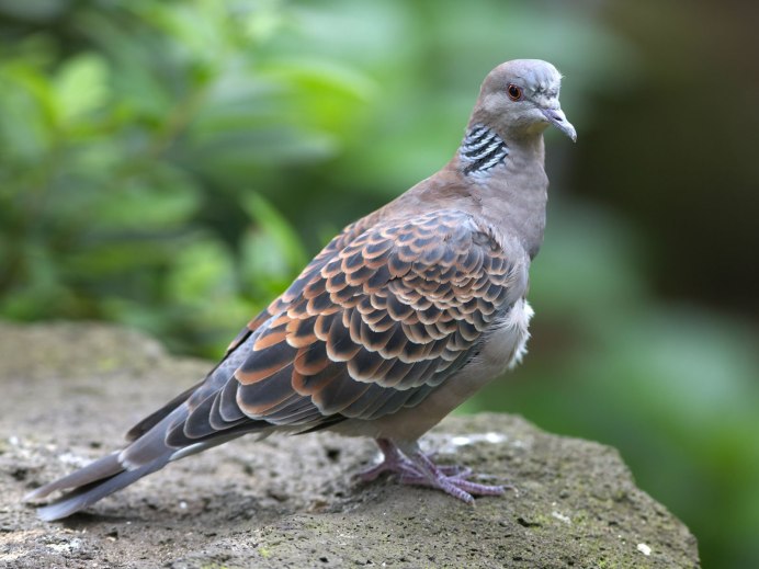 Галапагосская Горлица