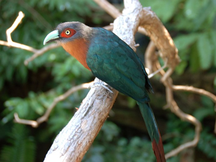 Neomorphus geoffroyi