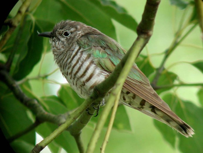 Chrysococcyx Klaas
