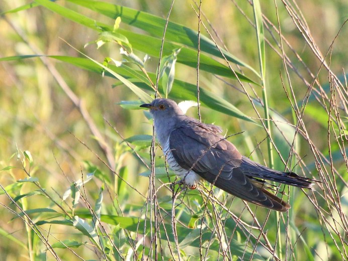 Asian Koel птица