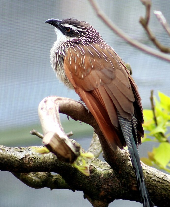 Thick-billed Cuckoo