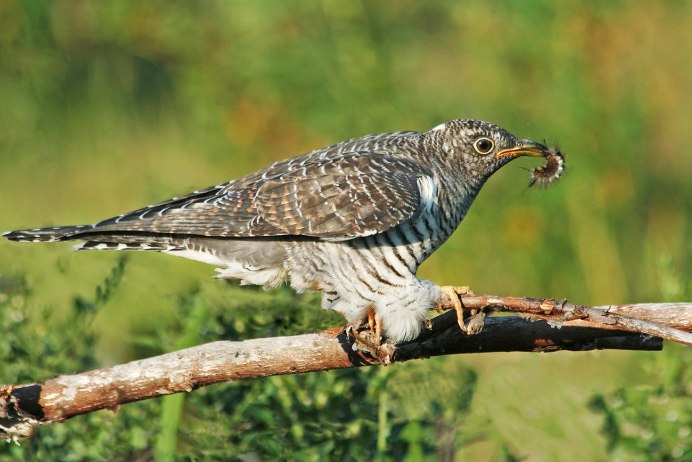 Neomorphus geoffroyi