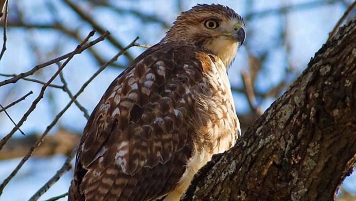 Канюк и Лунь