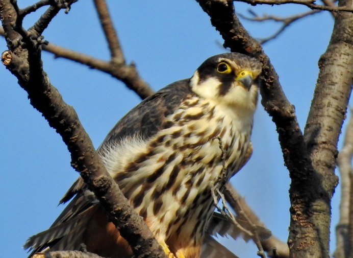 Хищные птицы дальнего Востока Приморья