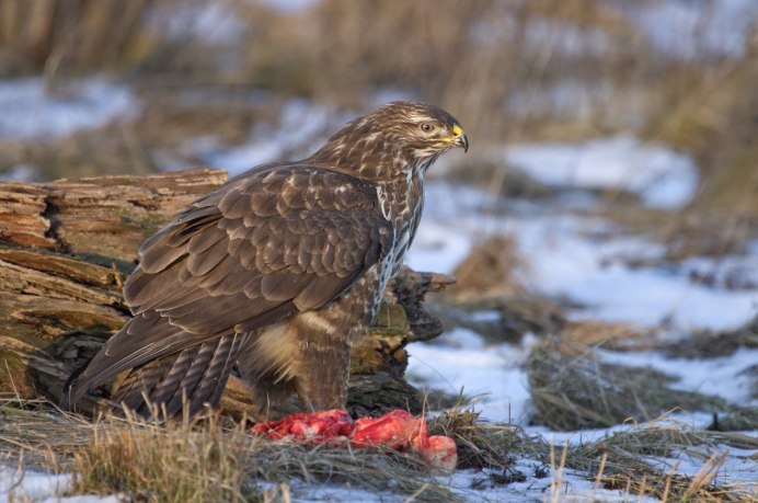 Тетеревятник (Accipiter gentilis)