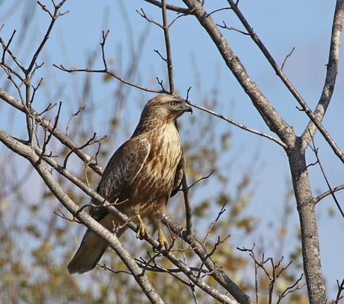 Зимняк птица