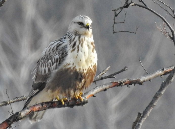 Восточный канюк