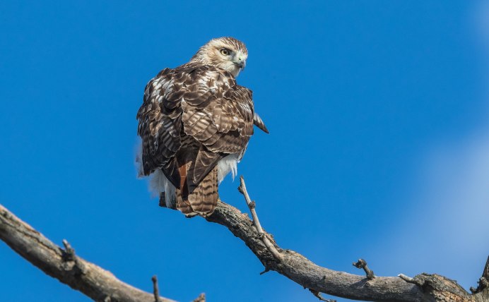 Хищные птицы Приморья