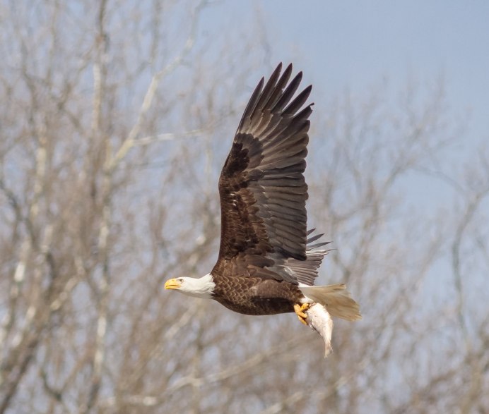 Сапсан птица