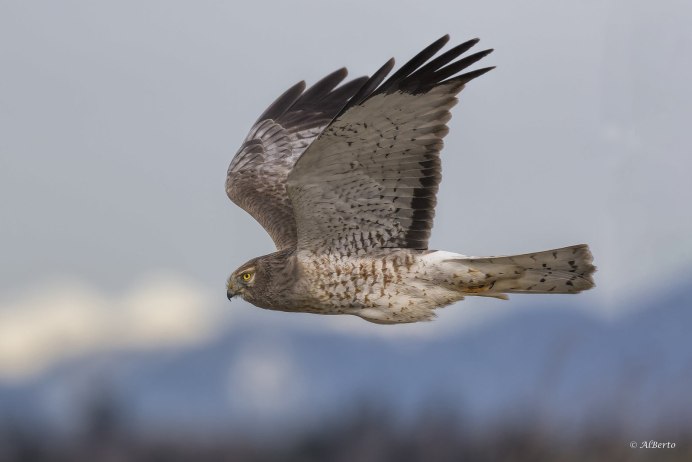 Астраханский Орлан белохвост