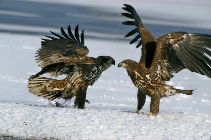 Птица Орлан белохвост