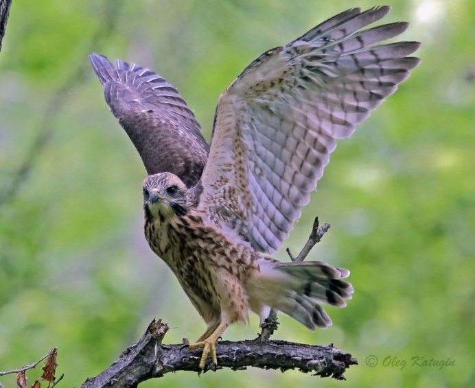 Саранчовый канюк