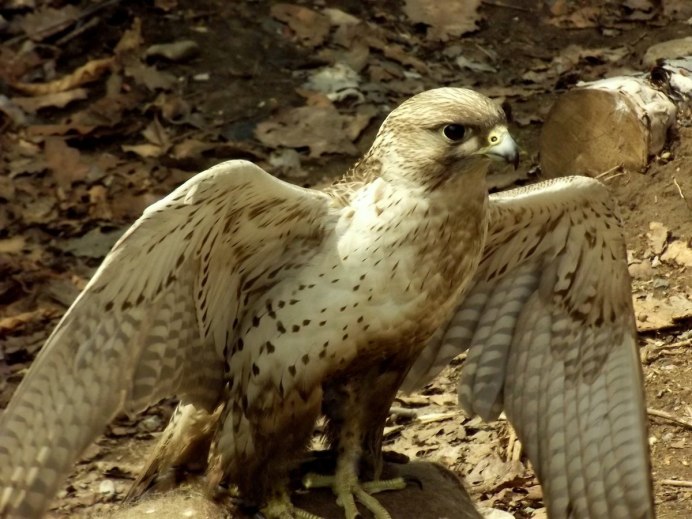 Хищные птицы ястреб Коршун