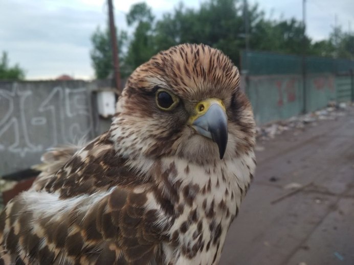 Белоплечий Орлан ареал обитания