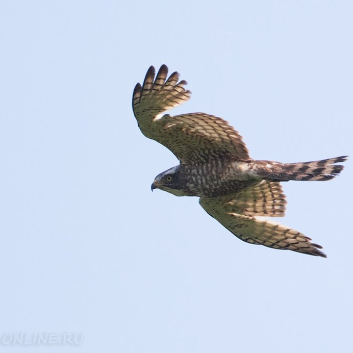 Хищные птицы Краснодарского края