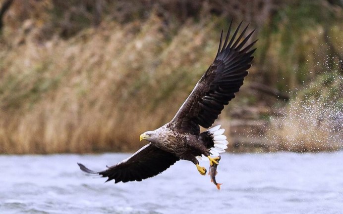Лунь канюк тетеревятник