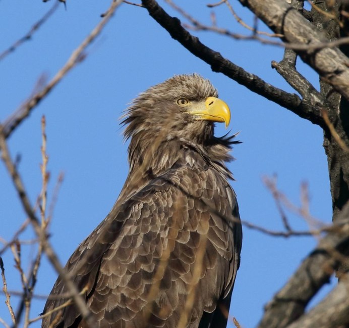 Хищные птицы Приморья