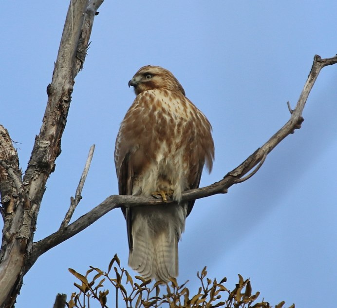 Орлан белохвост Кольский полуостров