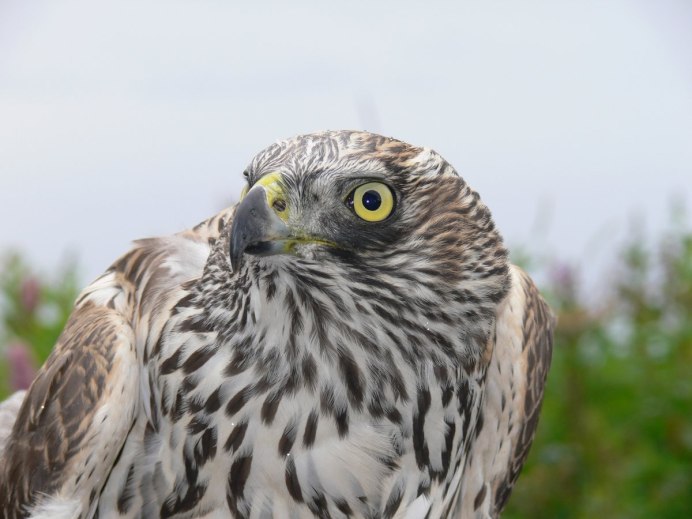 Хищные птицы Удмуртии канюк