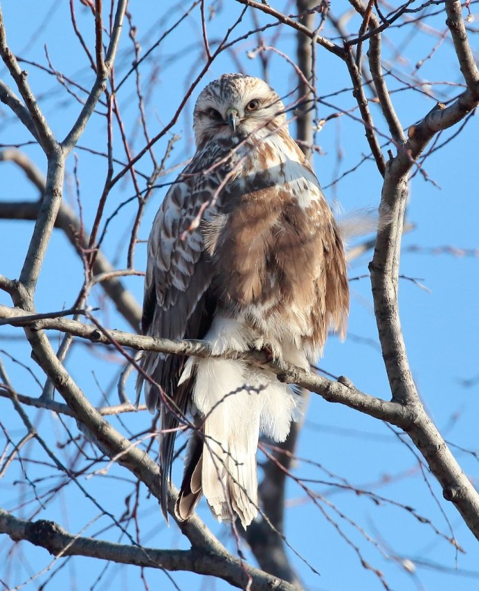 Орел ястреб Сокол Коршун Беркут