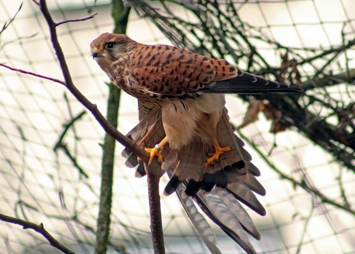 Хищные птицы Сова канюк