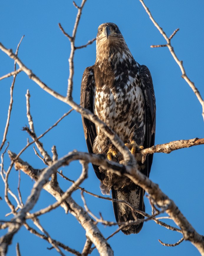 Орлан белохвост Дагестан