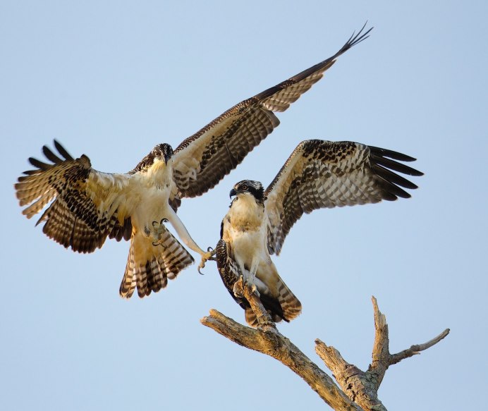 Ястребиный Сарыч Butastur indicus