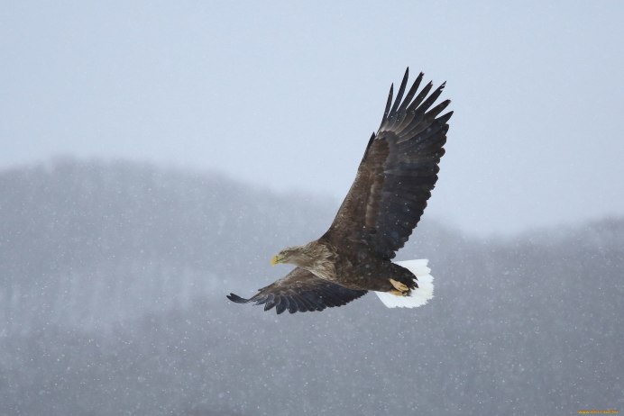 Хищные птицы Чувашии