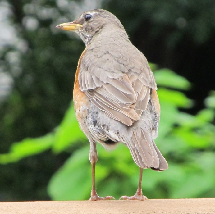 Gray Catbird птица