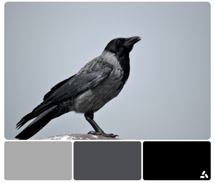 Галка (Corvus monedula)
