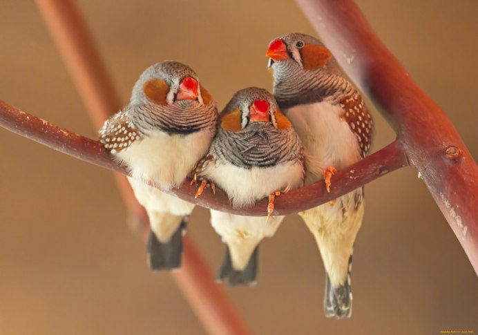 Попугайные амадины