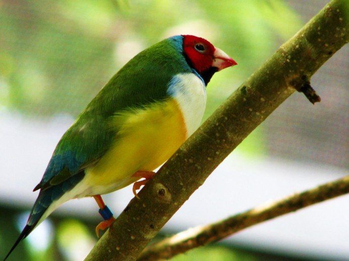 Амадина зебровая птенцы