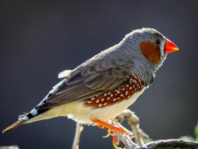 Зебровая амадина