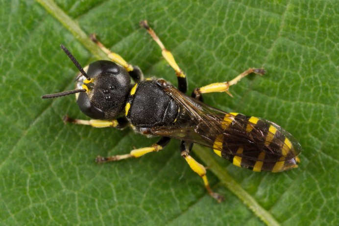 Ectemnius spinipes