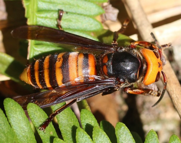 Vespa mandarinia Шершень