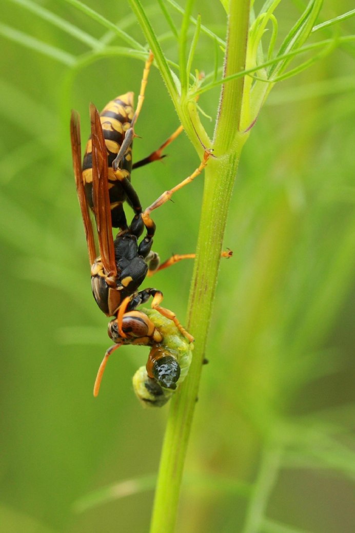 Шершень Vespa crabro