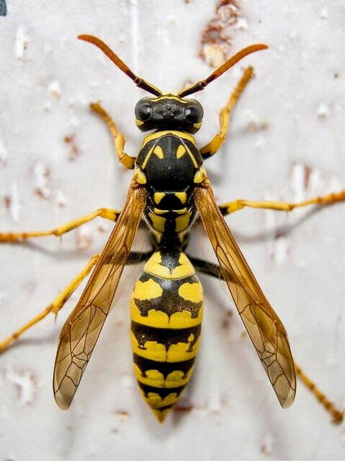 Wasp Оса
